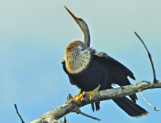 Frigatebird - Frigata