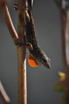 An anole and it's red dewlap,